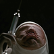 Jacob’s Ladder